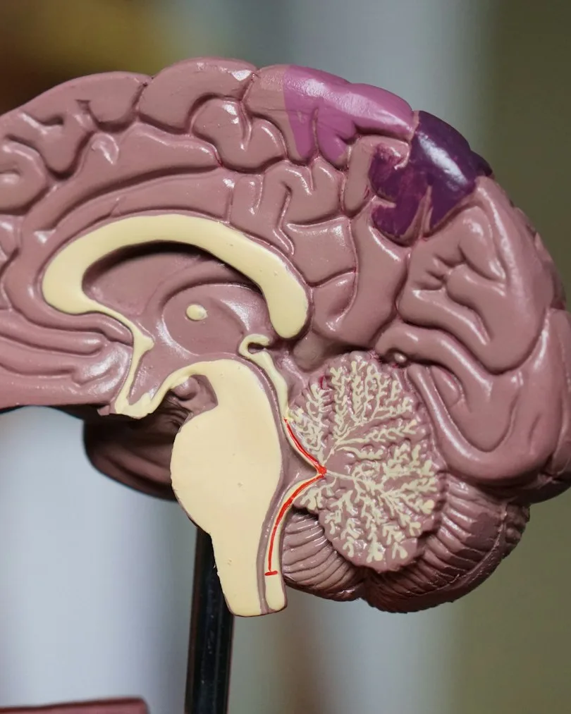 Modello anatomico del cervello: formazione ECM per i professionisti sanitari